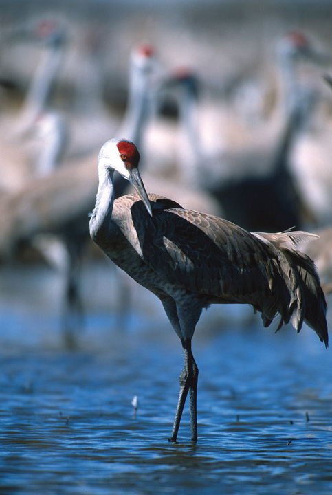 Cranes2